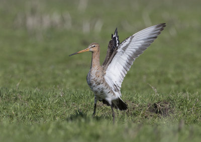 Black-tailed Godwit