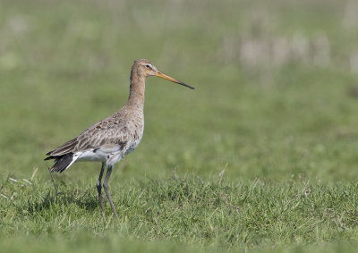 Black-tailed Godwit