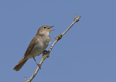 Rufous Nightingale