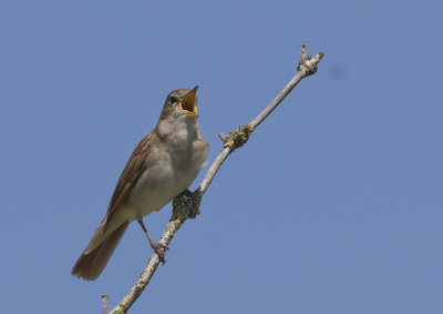 Rufous Nightingale