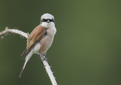 Red-backed Shrike