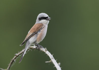 Red-backed Shrike