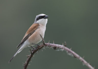 Red-backed Shrike