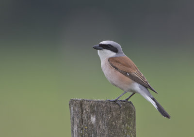 Red-backed Shrike