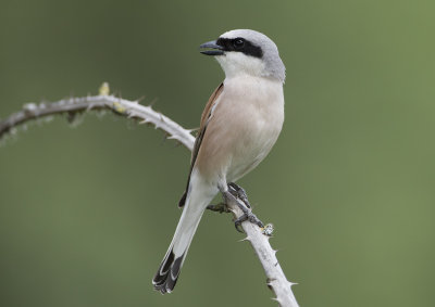 Red-backed Shrike