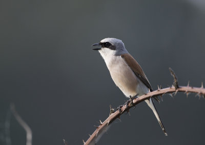 Red-backed Shrike