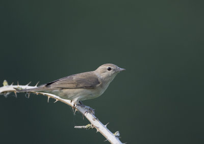 Garden Warbler