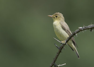 Icterine Warbler