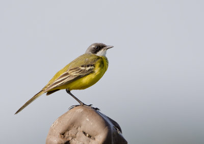 White-throated Wagtail