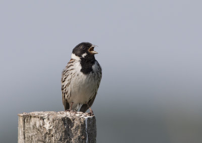 Reed Bunting