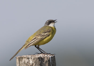 White-throated Wagtail