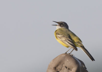 White-throated Wagtail
