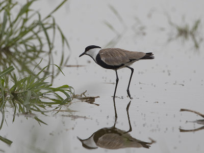 Spur-winged Lapwing