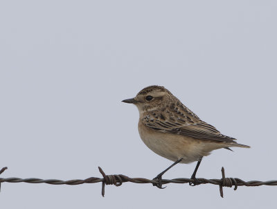 Whinchat