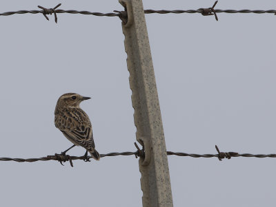 Whinchat