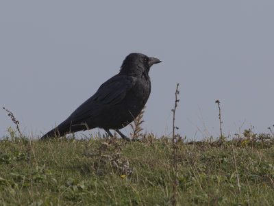 Carrion Crow