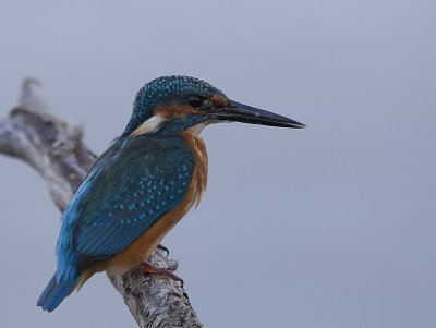 Common Kingfisher