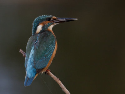 Common Kingfisher