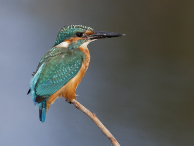 Common Kingfisher