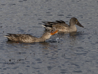 Northern Shoveler