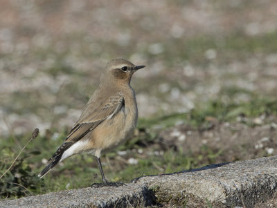 Northern Wheatear