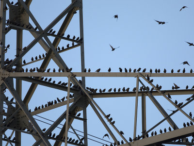 Common Starling