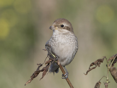 Red-backed Shrike