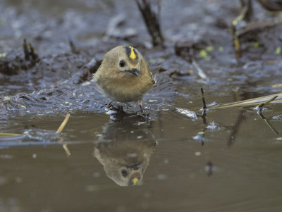 Goldcrest