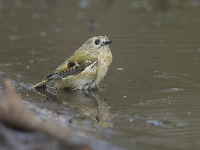 Goldcrest