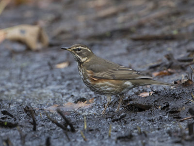 Redwing