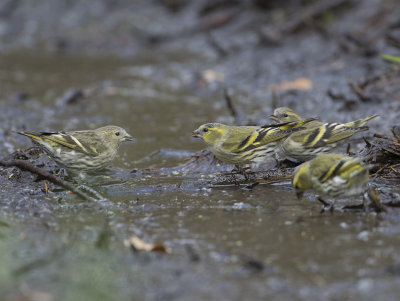 Siskin