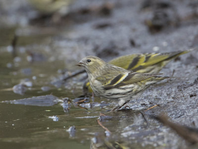 Siskin