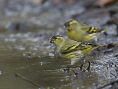 Siskin