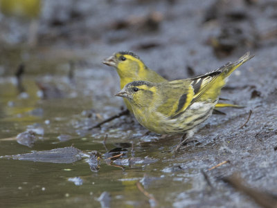 Siskin