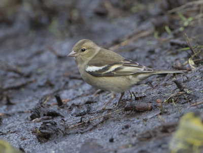 Chaffinch