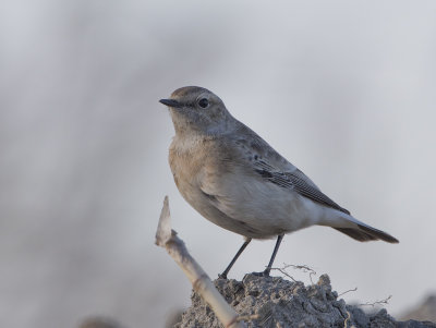 Pied Wheatear