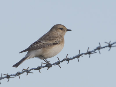 Pied Wheatear