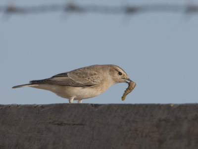 Pied Wheatear