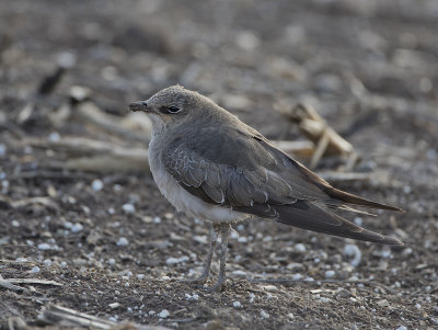 Black-winged Pratincole