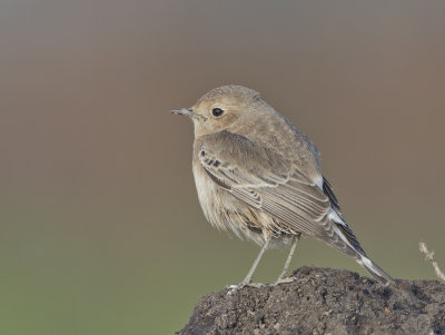 Pied Wheatear