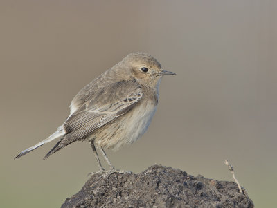 Pied Wheatear