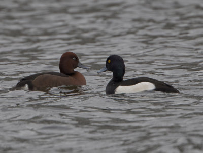 Ferruginous Duck