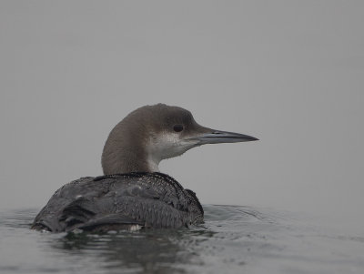 Black-throated Diver