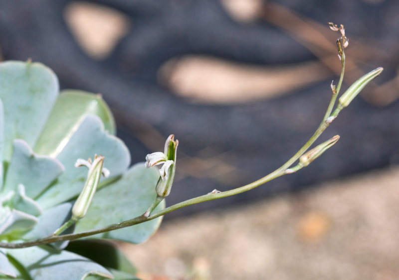 Succulent Flowers