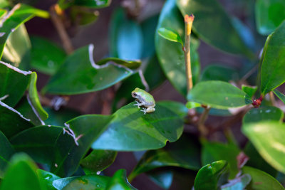 Frog On A Leaf