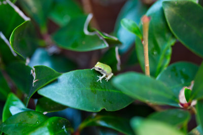 Frog On A Leaf