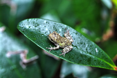 Frog On A Leaf