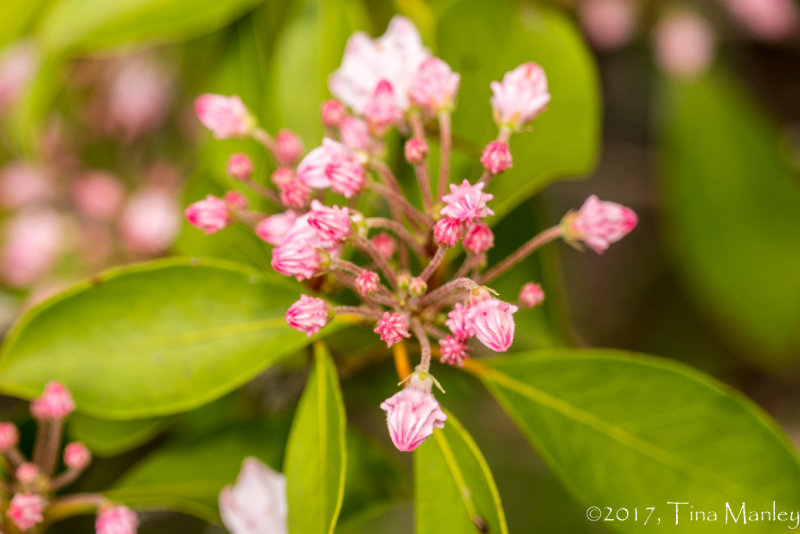 Mountain Laurel Buds