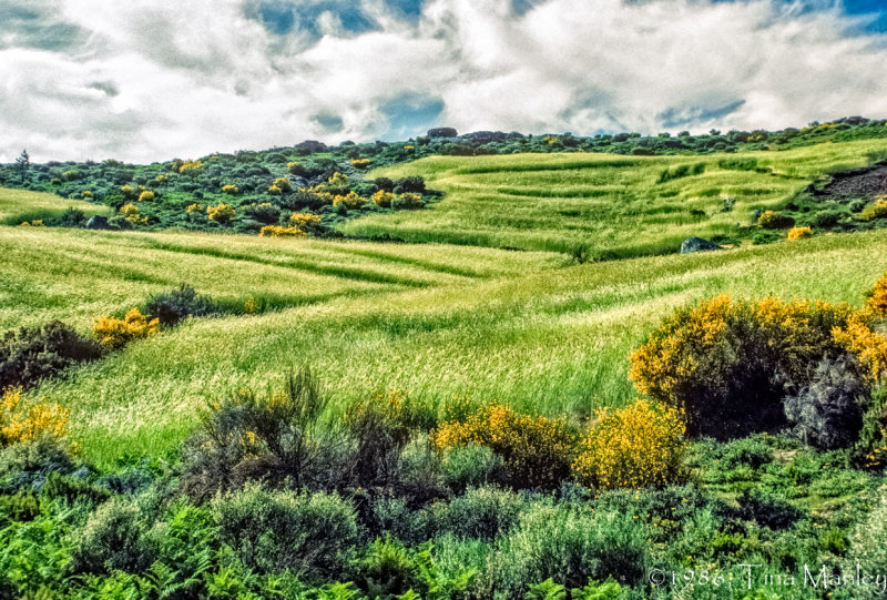 Portuguese Meadow
