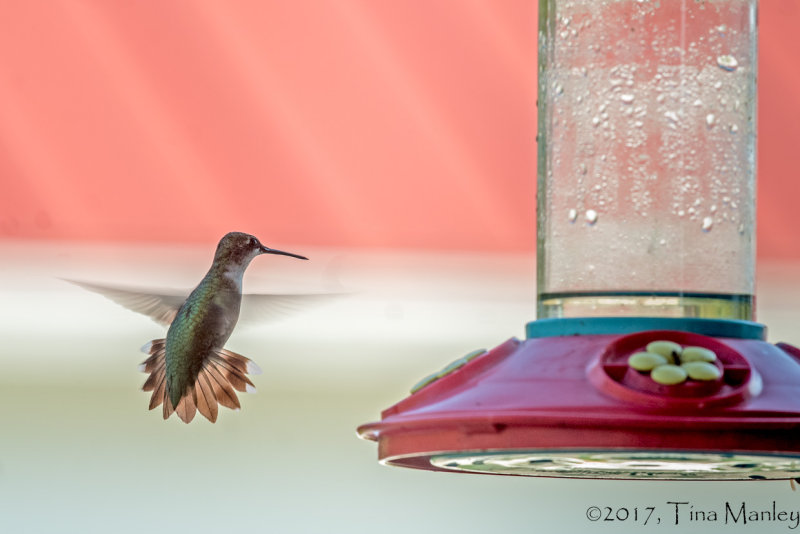 Trochilidae Apodiformes